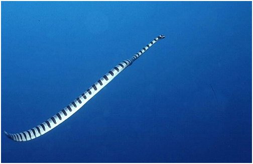 Giftige Tiere des roten Meeres